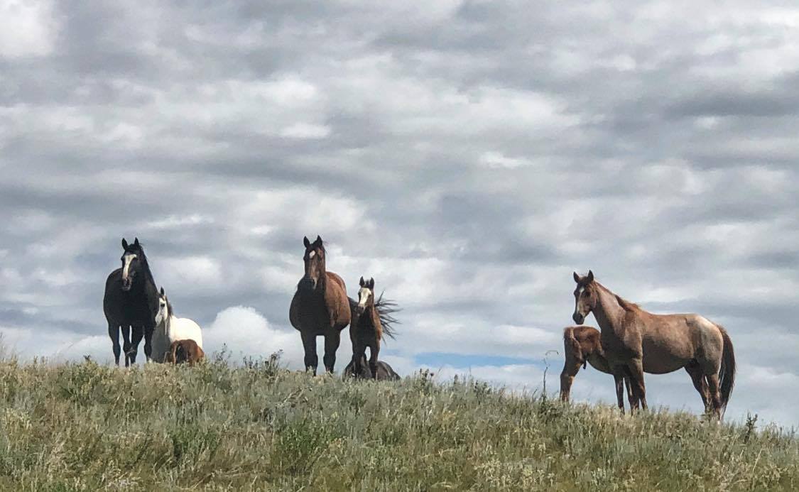 Horses running under a Montana sky