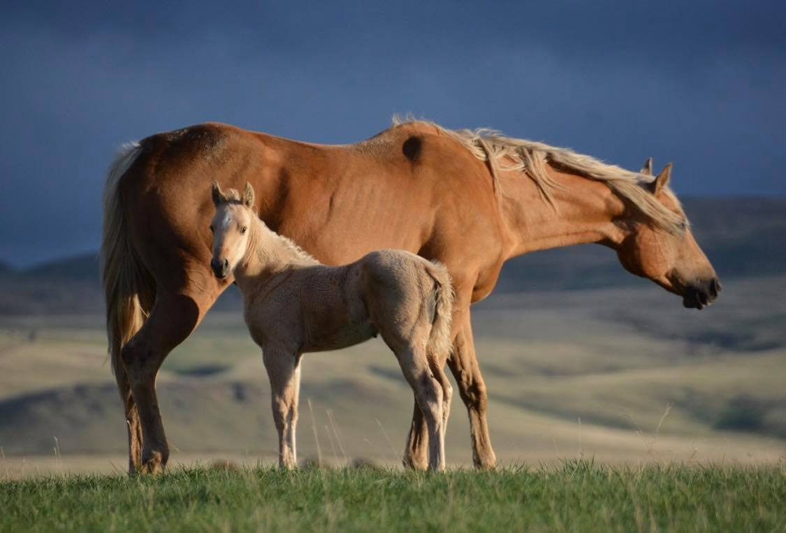 RQF Performance Horses