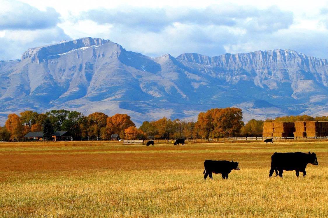 Big Sky Country breeding