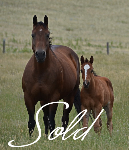casysexpress2015filly