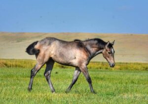 Royal Quik Frenchman 2020 Filly available