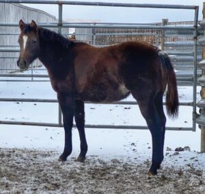 maybeimmaybeline colt for sale