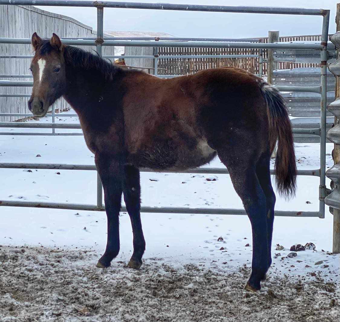 maybeimmaybeline colt for sale