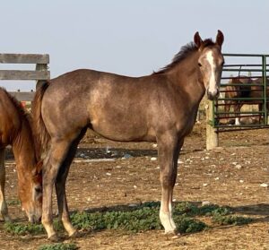 rqf performance horses foal available