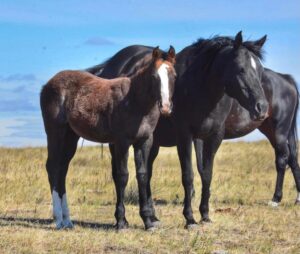 strait to reno foal available